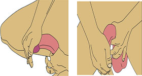 Penis Exercises
